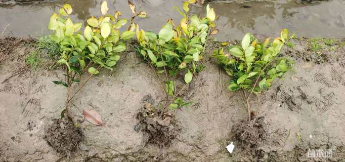 高度50厘米金森女贞