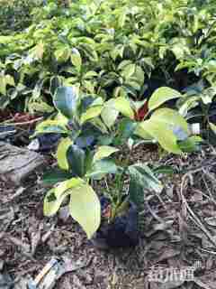 容器苗花叶鸭脚木