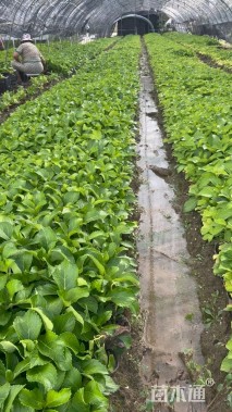 高度15厘米木绣球