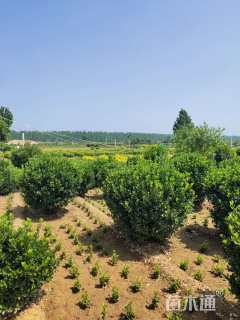 冠幅100厘米大叶黄杨球