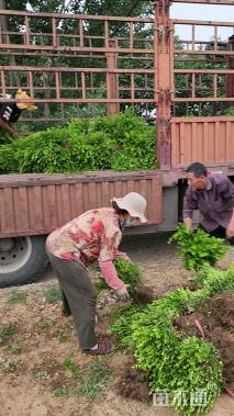 高度40厘米小叶黄杨