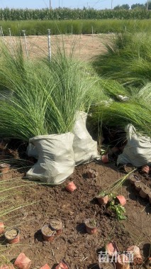 高度30厘米细叶芒