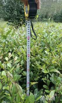 高度90厘米蚊母