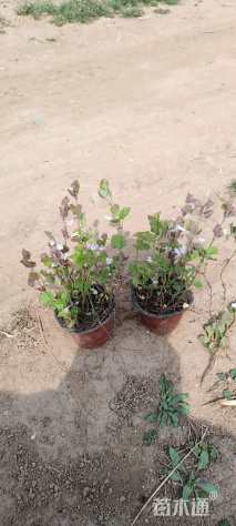 高度15厘米金钱草