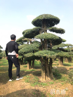 25公分造型对节白蜡