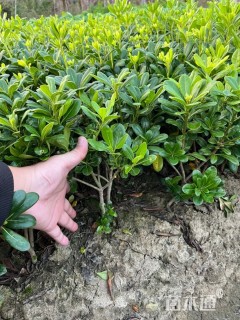 高度30厘米海桐