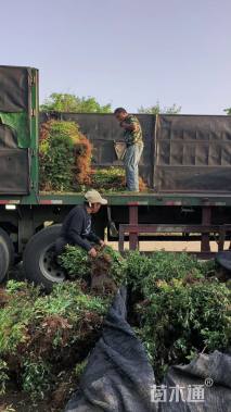 高度30厘米绣线菊