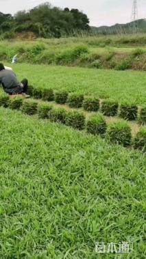 大叶油草