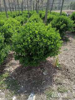 冠幅80厘米大叶黄杨球