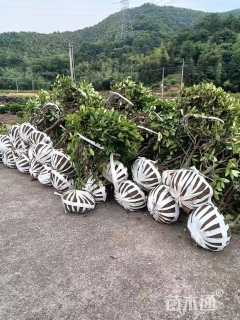 冠幅100厘米茶梅球