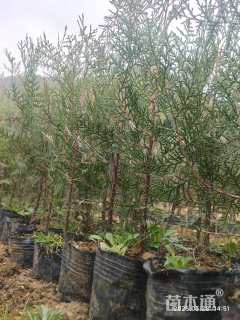 高度30.厘米侧柏