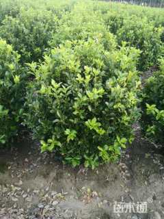 冠幅150厘米大叶黄杨球