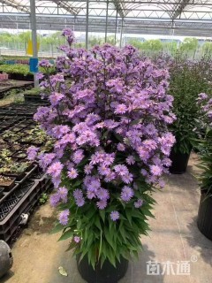 高度20厘米荷兰菊