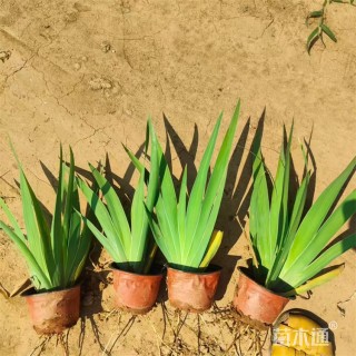 高度20厘米德国鸢尾