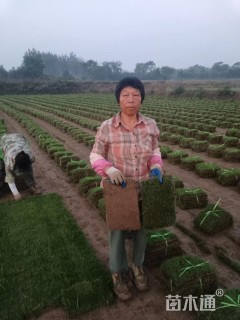 草毯状马尼拉草