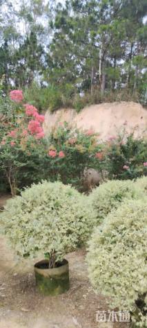 高度250厘米丛生紫薇