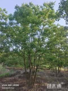 50公分丛生乌桕