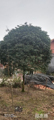 10公分桂花