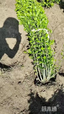 高度100厘米木槿