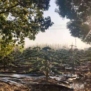 原生苗造型罗汉松