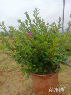 高度20厘米满天星