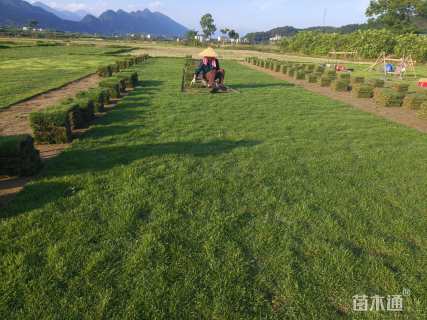 草卷状马尼拉草