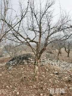 高度1厘米石榴