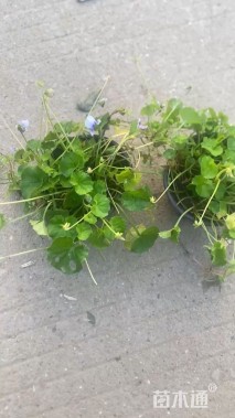 高度6.5厘米肾叶堇