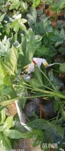 高度30厘米八角金盘小苗