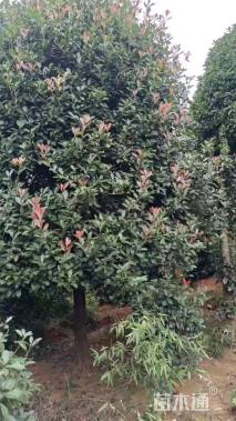 15公分红叶石楠