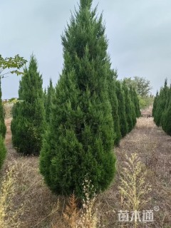 高度120厘米塔柏