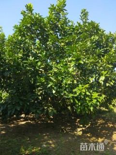 20公分柚子树