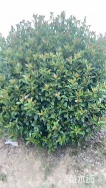 冠幅80厘米红叶石楠球