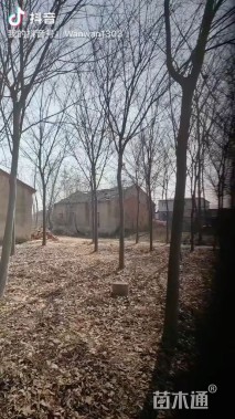 13公分榉树