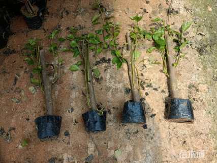 高度40厘米红花勒杜鹃