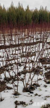 高度50厘米红瑞木