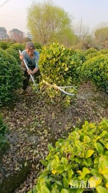 冠幅150厘米金森女贞球