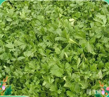 高度5厘米五叶委陵菜