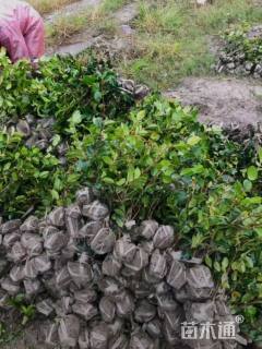 高度30厘米茶梅小苗