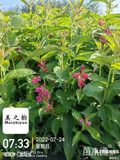 高度60厘米红王子锦带