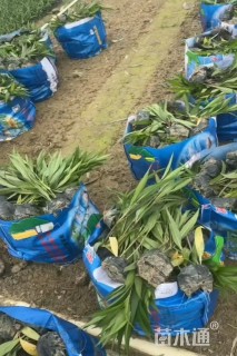 高度30厘米翠芦莉