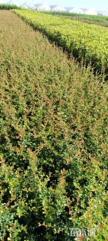 冠幅15厘米火棘球