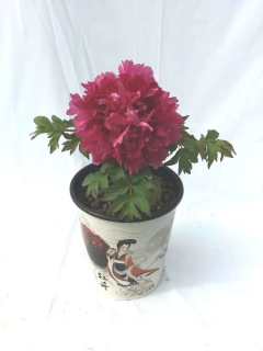 高度75厘米牡丹