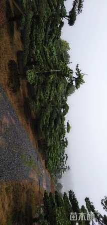 移栽苗造型罗汉松