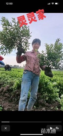 高度50厘米毛鹃小苗