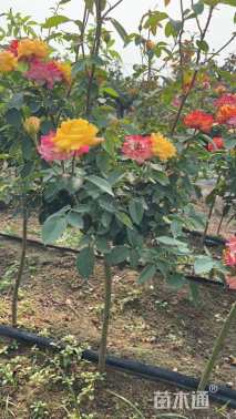 高度80厘米月季