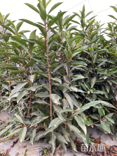 高度120厘米法国冬青
