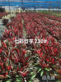 高度30厘米七彩竹芋