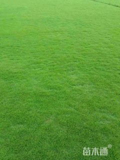草卷状马尼拉草