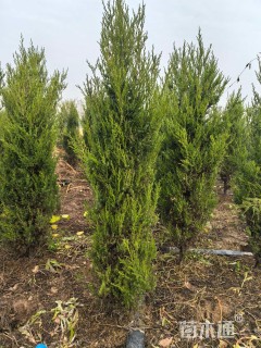 高度200厘米塔柏